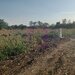 Sabareni, lot de casa 500 mp, curent langa teren